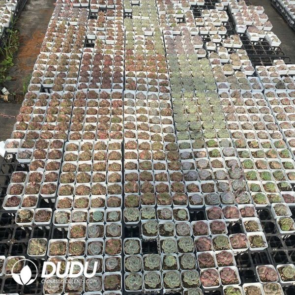 Echeveria 70mm Random Mix 54pcs - Image 4