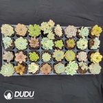 70mm Collection 32pcs (Random) - Image 4