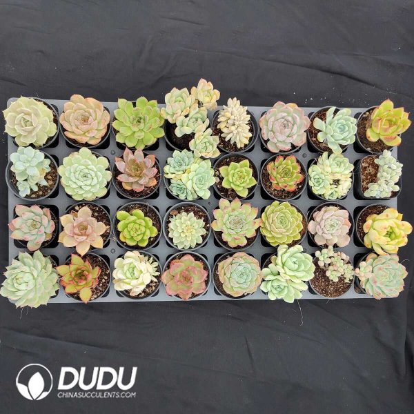 70mm Collection 32pcs (Random) - Image 4