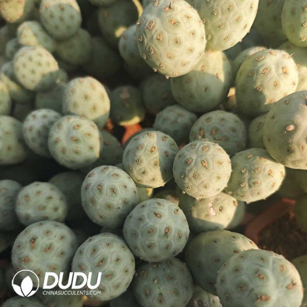 e204.jpg (3-9 Heads,$10.1/head)Tephrocactus geometricus Blue-and-White Clustrering - Image 4