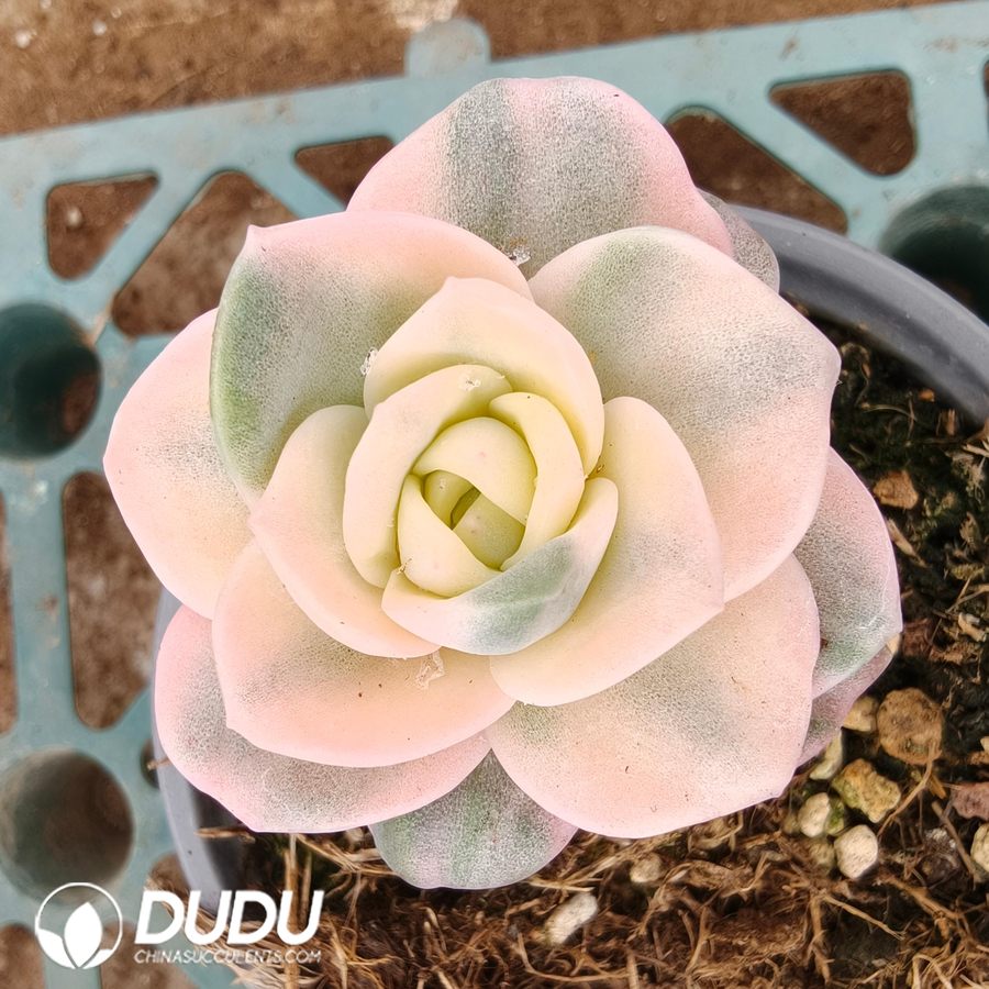 04257D70 Echeveria Lovely Rose Colorful Variegated - Image 1
