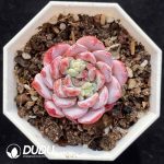 Echeveria White Sundae