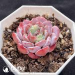 Echeveria White Sundae - Image 2