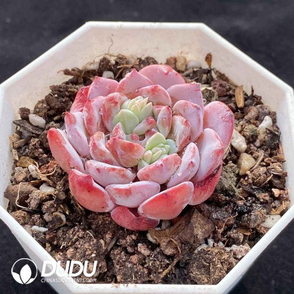 Echeveria White Sundae - Image 2