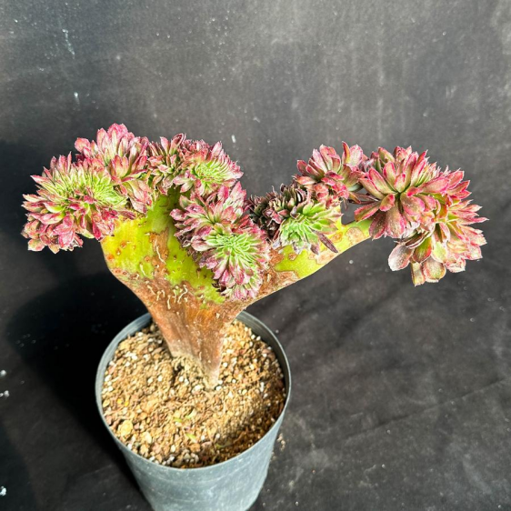 AE015Z200.png Aeonium Mardi Gras variegated Cristate - Image 1