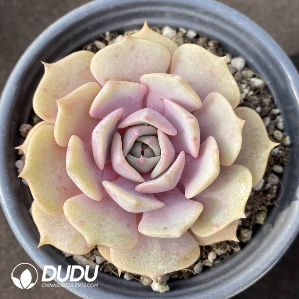 EC1685S90.png Echeveria Super Nice - Image 1