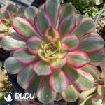 Aeonium Black Devil Variegated