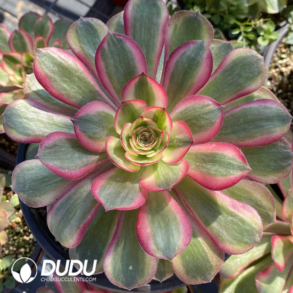 e (1) Aeonium Black Devil Variegated - Image 1