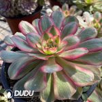 Aeonium Black Devil Variegated - Image 2