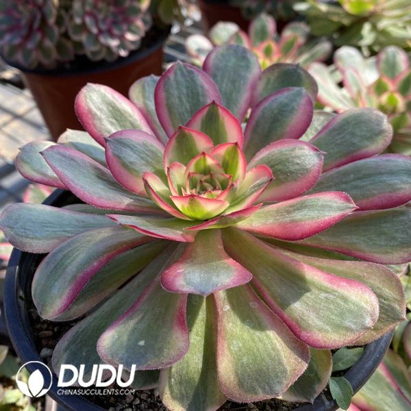 Aeonium Black Devil Variegated - Image 2