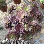 (Grafted)Aeonium NO.13 - Image 2