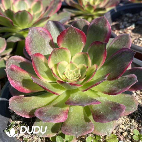 Aeonium Aquaman - Image 2
