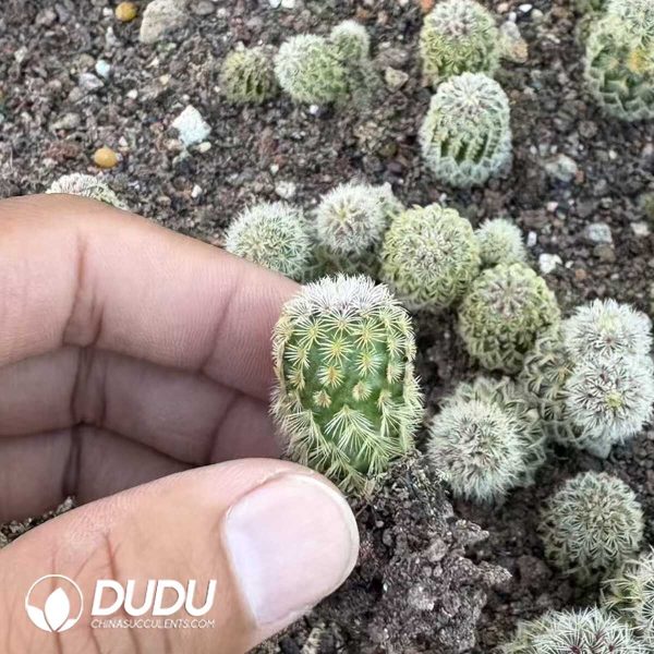 e201-1.jpg (Seed Grown)Echinocereus Rigidissimus Seedlings 100 pcs - Image 1