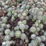 (Seed Grown)Mammillaria Melanocentra ssp Rubrograndis Seedlings 100 pcs