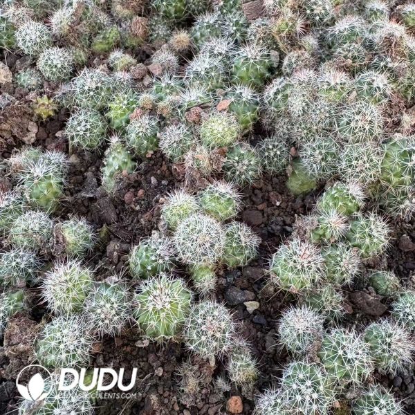 e201-10.jpg (Seed Grown)Mammillaria Melanocentra ssp Rubrograndis Seedlings 100 pcs - Image 1