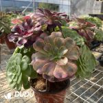 (Grafted)Aeonium NO.20