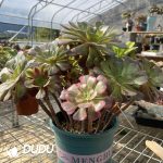 (Grafted)Aeonium NO.22