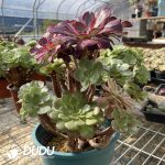 (Grafted)Aeonium NO.23