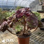 (Grafted)Aeonium NO.24