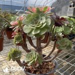 Aeonium Grafted NO.25
