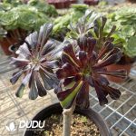 Aeonium Ink painting Cutting Clustering