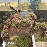 Aeonium Black King Kong Cristata 1