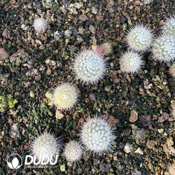 e201-11.jpg (Seed Grown)Notocactus Scopa Seedlings 100 pcs - Image 1