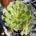 Aeonium Lotus Seat Clustering