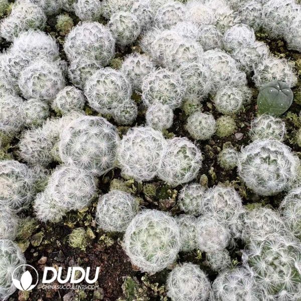 e201-12.jpg (Seed Grown)Mammillaria Plumosa Seedlings 100 pcs - Image 1