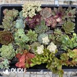 Soilless Echeveria Random Collection 20pcs