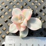 $0.7*500pcs Graptopetalum Purple Delight Variegated Cutting