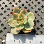 500pcs Echeveria Peach Variegated Cutting