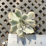 500pcs Echeveria Purple Buttetfly Variegated Cutting