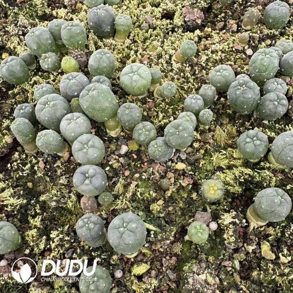 (Seed Grown)Lophophora Seedlings 100 pcs - Image 1