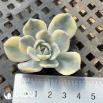 500pcs Echeveria Hamburg Variegated Cutting