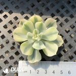 500pcs Echeveria Tsunami Variegated Cutting