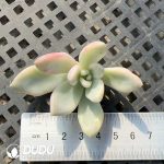 500pcs Graptoveria Opalina Variegated Cutting