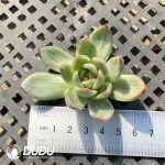 500pcs Echeveria Crystal Jenny Variegated Cutting