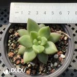 Pachyphytum Misty Bubbles