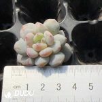 105pcs Echeveria Star Orange Monstrose Seedlings