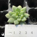 105pcs Pachyphytum Qinghua Porcelain Seedlings