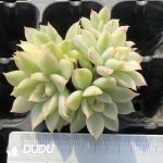 105pcs Echeveria Mebina Variegated Clustering Seedlings