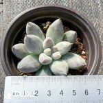 Pachyphytum Tolimanensis