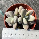 Pachyphytum Original Yu Meiren Double Heads