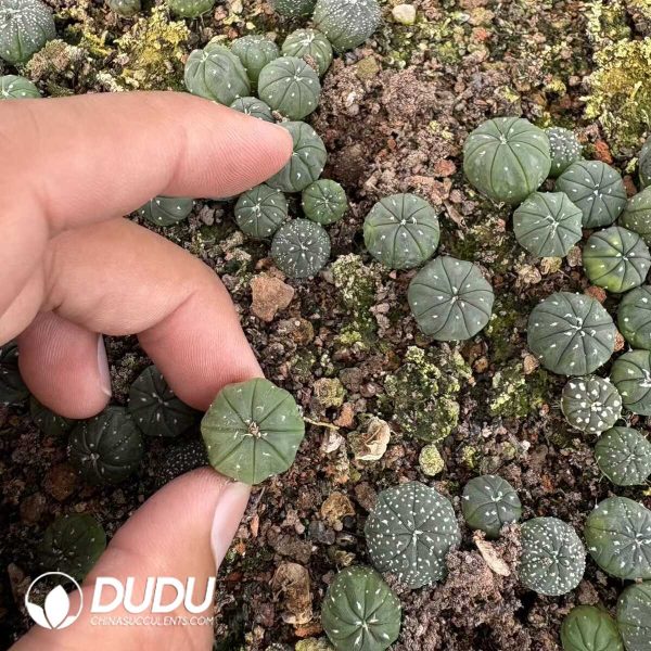 (Seed Grown)Astrophytum Asterias Seedlings 100 pcs - Image 1