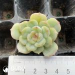 105pcs Echeveria White Lovers Seedlings