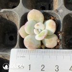 105pcs Echeveria Snow Lotus Seedlings