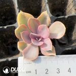 105pcs Echeveria Rainbow Seedlings