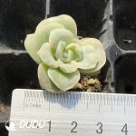 105pcs Echeveria Lovely Rose Seedlings