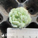 105pcs Echeveria Apparition Monstrose Seedlings